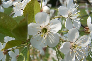 wiśnia #wiśnia #kwiat #drzewo