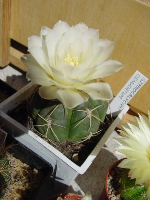 Gymnocalycium denudatum