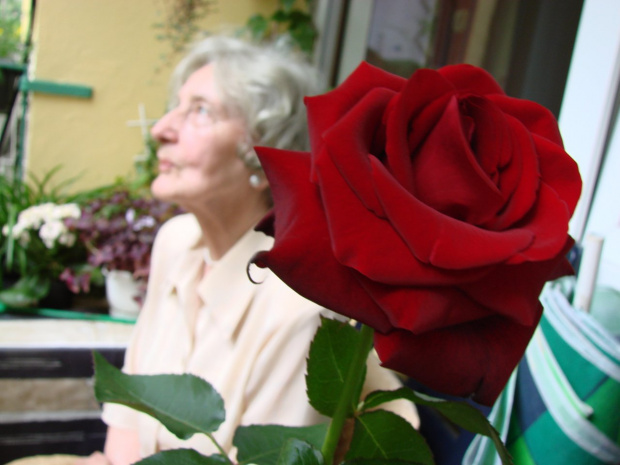 Babcia z różą, ostrość złapana na róże przez co fajny efekt. #babcia #róża