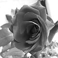 #róża