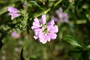 #kwiaty #przyroda #kolory