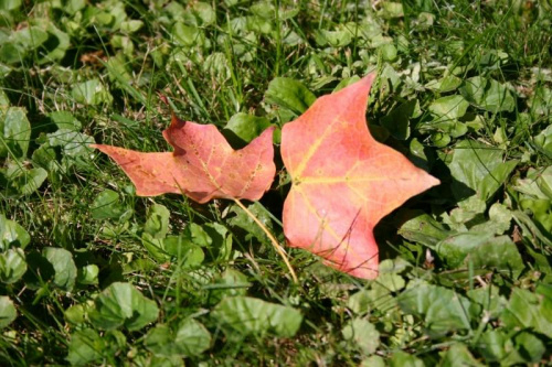 #liscie #Jesien #przyroda #kolory