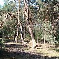 czarownice II #las #ścieżka #drzewo #sosny #czarownice