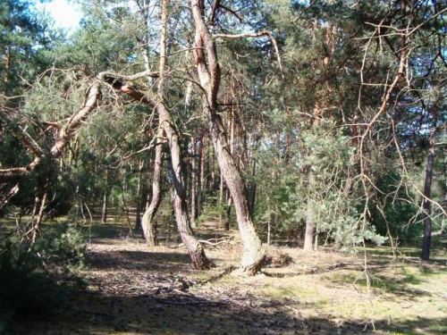 czarownice II #las #ścieżka #drzewo #sosny #czarownice