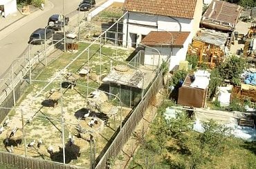 bocki Bornheim #gniazdo #bociany #bornheim #obserwacje