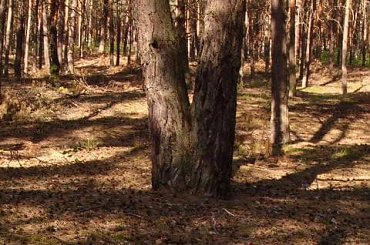 Bliźniaki #las #ścieżka #drzewo #Bliźniaki