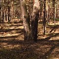 Bliźniaki #las #ścieżka #drzewo #Bliźniaki