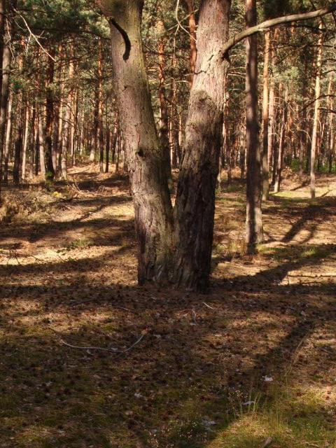 Bliźniaki #las #ścieżka #drzewo #Bliźniaki