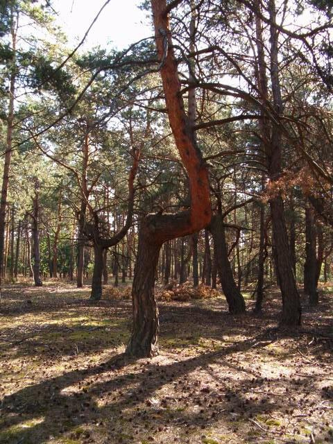 fotel #las #ścieżka #drzewo #fotel #odpoczynek #sosna