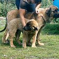 Heba i Julie, leonberger #psy