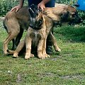 Heba i Julie, leonberger #psy