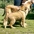 Heba i Julie, leonberger #psy