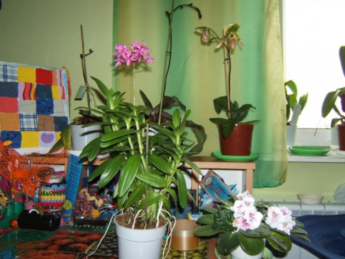 Epidendrum