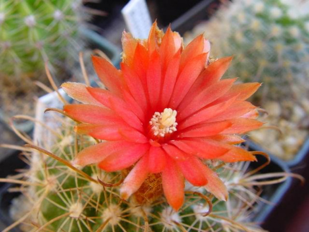 Parodia marianana