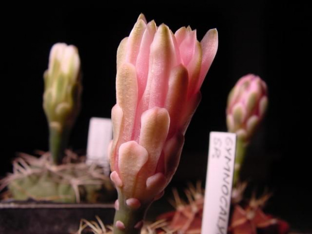 Gymnocalycium Sp.