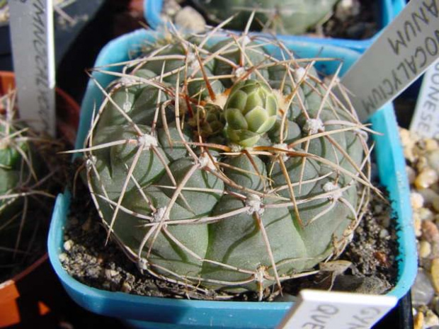 Gymnocalycium leeanum