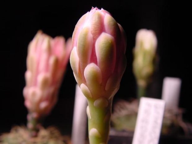 Gymnocalycium friedrichii